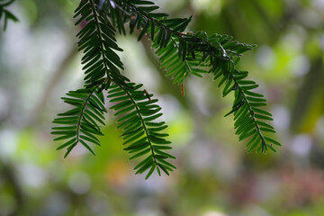 Taxus baccata close up. Green branches of tree(Taxus baccata, English yew, European yew). High quality photo