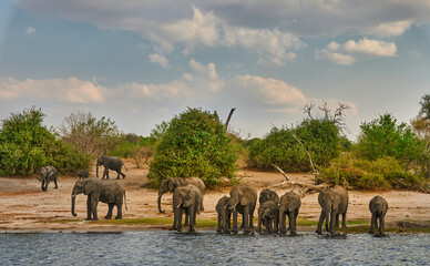 Herd of elephants drinks along the river.