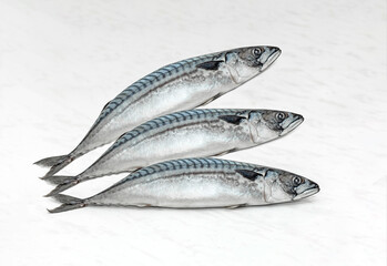 Mackerel fish isolated on white background