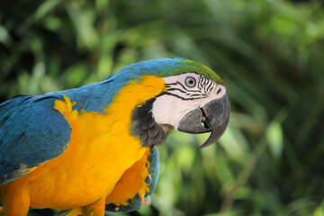 Blue and yellow macaw on green leaves background. High quality photo