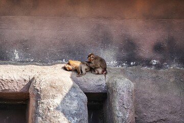 서울 대공원 동물원 원숭이 동물