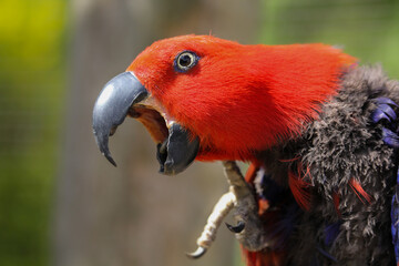 A red female eclectus parrot. Eclectus roratus is screaming on a tree branch