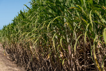 Sugarcane crops plantation farm field in Bundaberg, Australlia. Sugarcane is a raw material to produce sugar, bio fuel and ethanol.