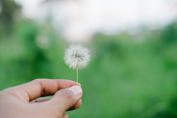 Dandelion flower in man's hand isolated on blurred background