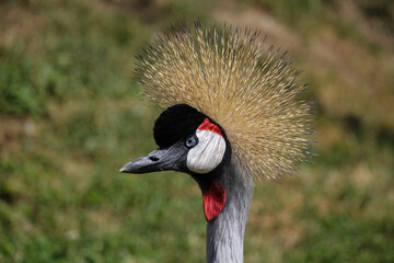 Crowned crane in the nature with a green background. High quality photo
