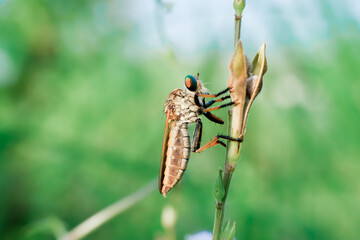 The Asilidae are a family of robber flies, also called killer flies. They are strong, hairy flies with a short, sturdy proboscis that covers the sharp, sucking hypopharynx. Macro shoot