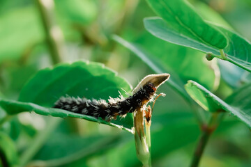 caterpillar on leaf