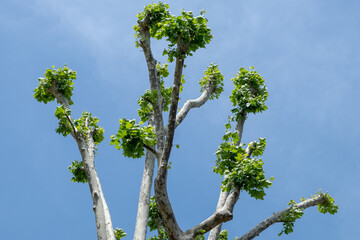 View to beautiful flourishing tree with clear blue sky in background.