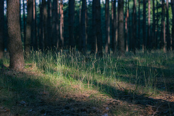forest in the morning, path in the forest