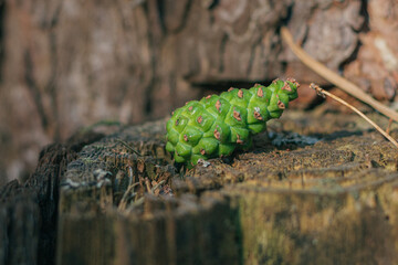 green pine cone on a stump, pine cone in the forest, pine cone close-up