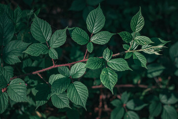 blackberry leaves in the forest, leaves in the forest
