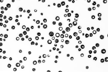 blueberries on white, blueberries in milk, blueberries in yogurt