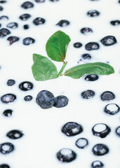 blueberries on white, blueberries in milk, blueberries in yogurt