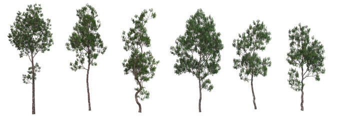 Naklejka premium Shrubs and trees on a white background.