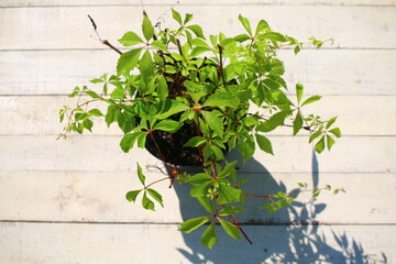 Winobluszcz pięciolistkowy Phartenocissus quiquefolia