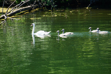 Swan family swimming in lake - mother and children