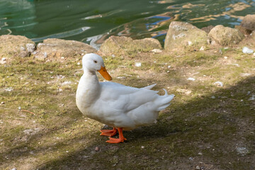 Close -up of beautiful white duck standing on the ground near water where shadows are seen in a sunny summer day.