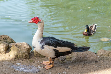 Beautiful mottled duck standing on the ground near water where shadows are seen in a sunny summer day.