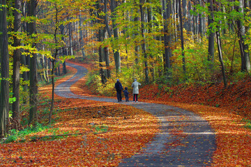 Family walking on  a winding path in the colorful forest in autumn