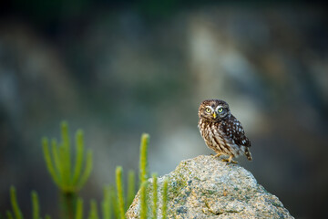Owl at sunrise. Little owl, Athene noctua, perched on stone in first morning sunrays. Wild owl of Athena masking in natural habitat. Adorable owl in wildlife nature. Beautiful bird with yellow eyes.