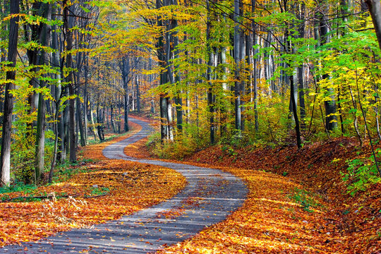 Long footpath winding through gorgeous colorful forest in autumn