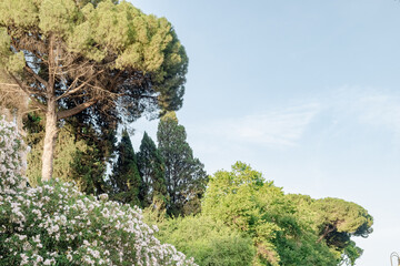 Picturesque view to spectacular trees located on hill with clear blue sky in background and blooming bush in foreground.