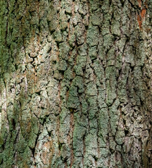 tree bark texture, abstract background