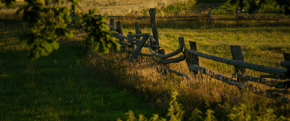 RURAL LANDSCAPE - Leafy oak branches against the background of old wooden pasture fencing