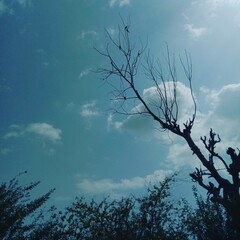 tree and sky