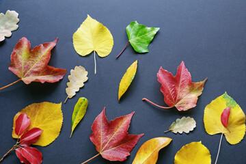 Autumn. Different colorful  leaves on black background. Flat lay, copy space