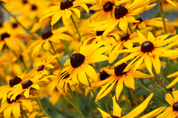 Rudbeckia bicolor in the garden. Yellow flowers. Photo of nature.