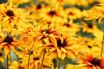 Rudbeckia bicolor in the garden. Yellow flowers. Photo of nature.