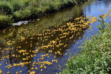 Entenrennen auf der Dreisam in Freiburg