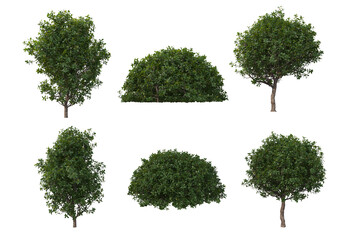 Shrubs and trees on a white background.