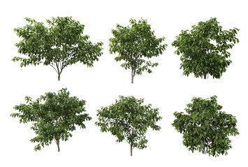 Shrubs and trees on a white background.
