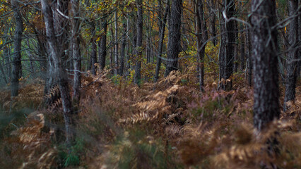 Forêt de pins des Landes de Gascogne