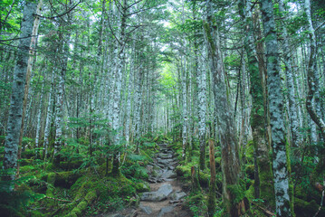 Obraz premium 八ヶ岳連峰, 原生林, 苔, 高山植物