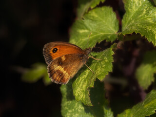 Underwing view of Gatekeeper  Butterfly (Pyronia tithonus) on a leaf in a hedgerow habitat
