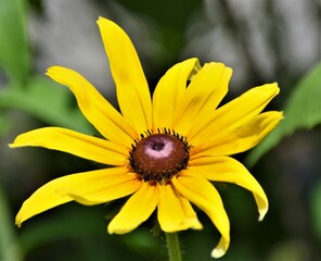 yellow flower on a green background