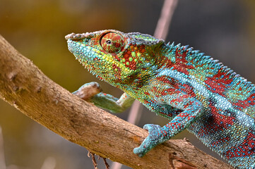 Chameleon Furcifer Pardalis,Madagascar nature

