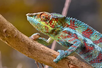 Foto op Plexiglas Kameleon Furcifer Pardalis, Madagascar natuur © mirecca