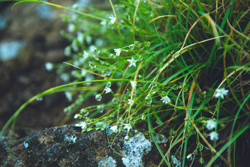 高山植物, 八ヶ岳連峰, 原生林