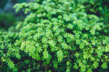 八ヶ岳連峰, 原生林, 苔, 高山植物