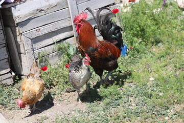 rooster and hen © Cagri Kati