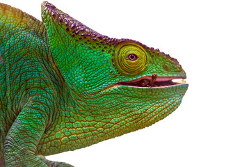 Chameleon Furcifer Pardalis,Madagascar nature