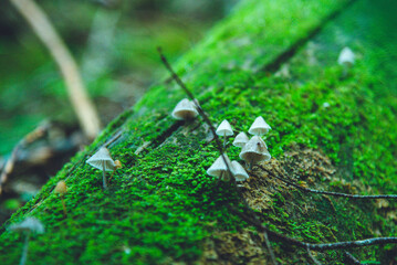 八ヶ岳連峰 原生林のキノコと苔