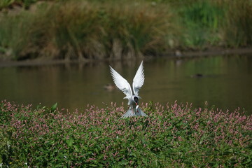 common tern (Sterna hirundo) returning to its nest with fish