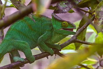 Chameleon Furcifer Pardalis,Madagascar nature