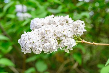 Blooming spring flowers. Beautiful flowering flowers of lilac tree. Spring concept. The branches of lilac on a tree in a garden.