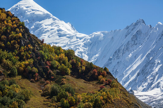 Minapin glacier and Rakaposhi mountain view in autumn with yellow trees. Karakoram, Pakistan